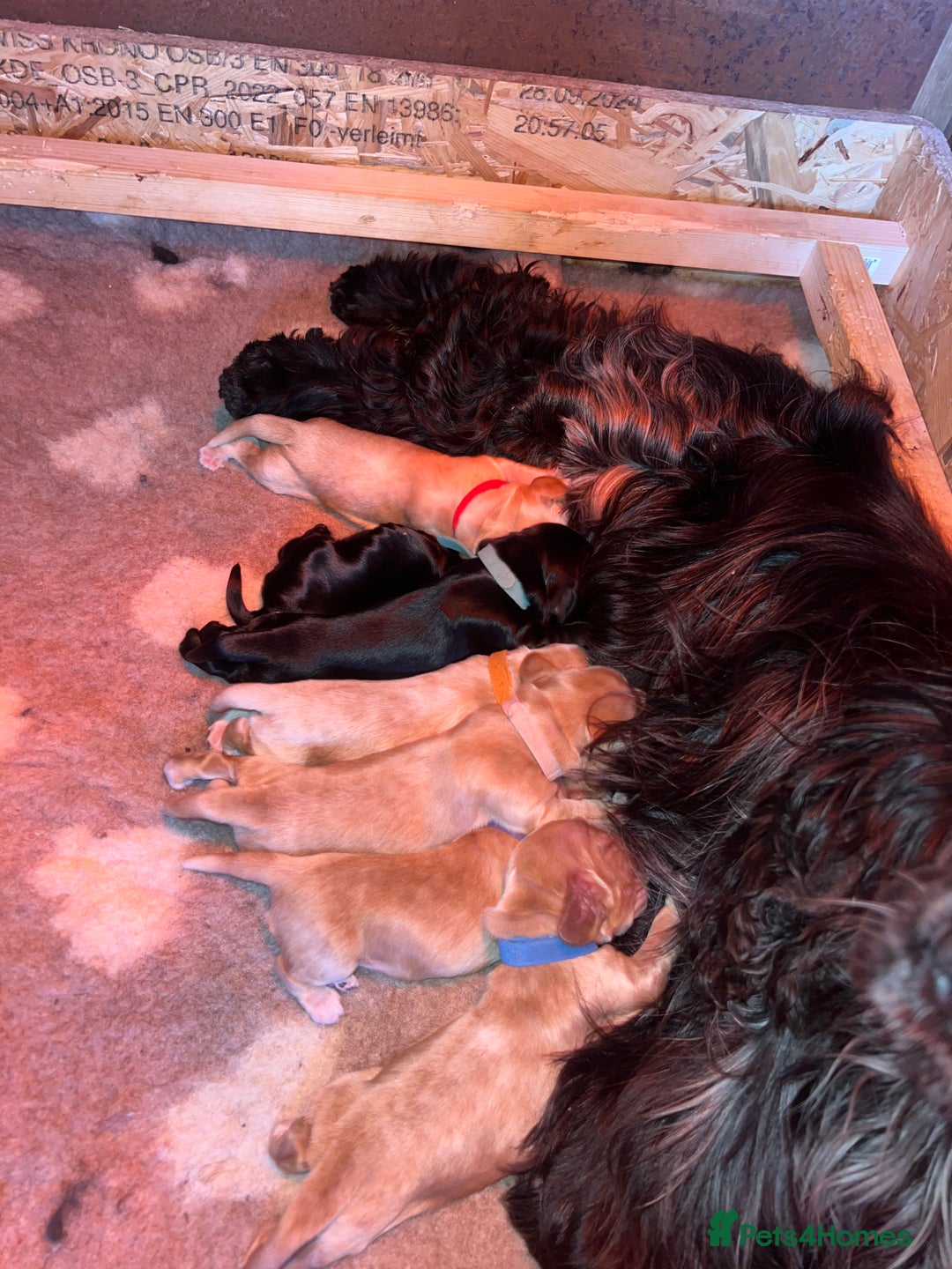 Cocker Spaniel dogs for sale: LAST 3 GIRLS ⭐️⭐️⭐️⭐️⭐️CH BLOODLINES  - Image 22