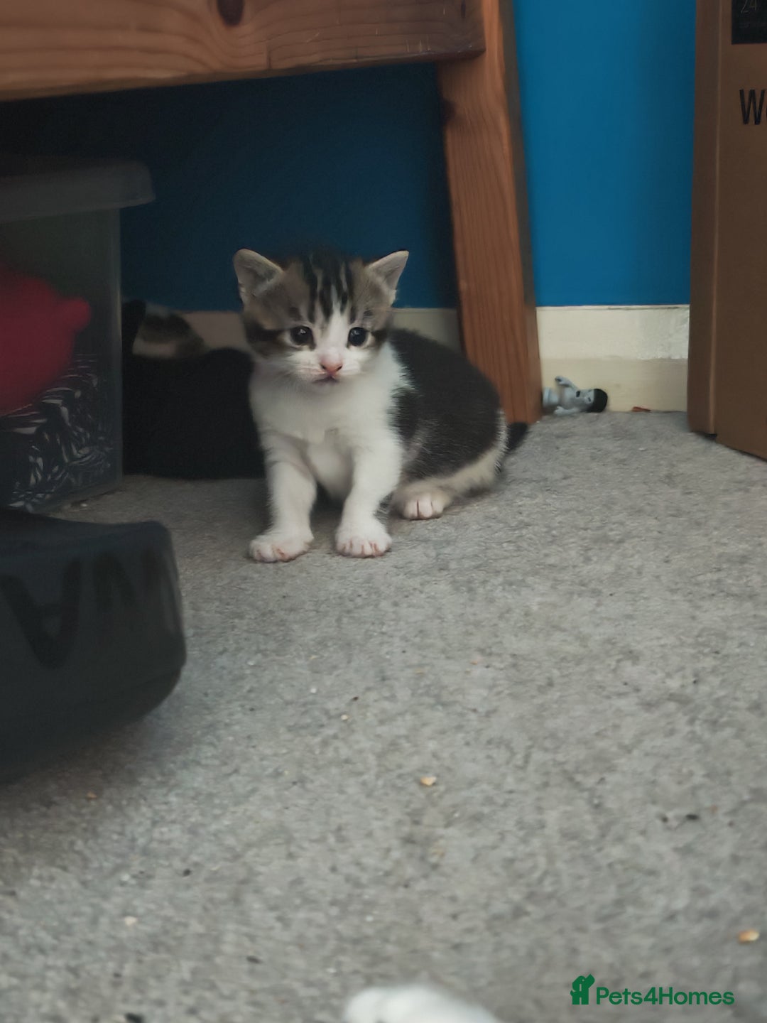 Mixed Breed cats for sale: Female kittens  - Advert 4