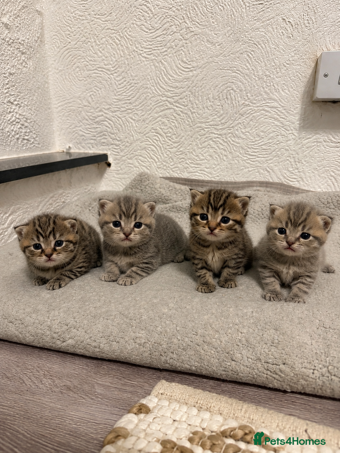 Mixed Breed cats 4 gorgeous mixed kittens 🐈‍⬛ - Advert 3