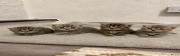 Mixed Breed cats for sale: 4 gorgeous mixed kittens 🐈‍⬛ - Advert 1