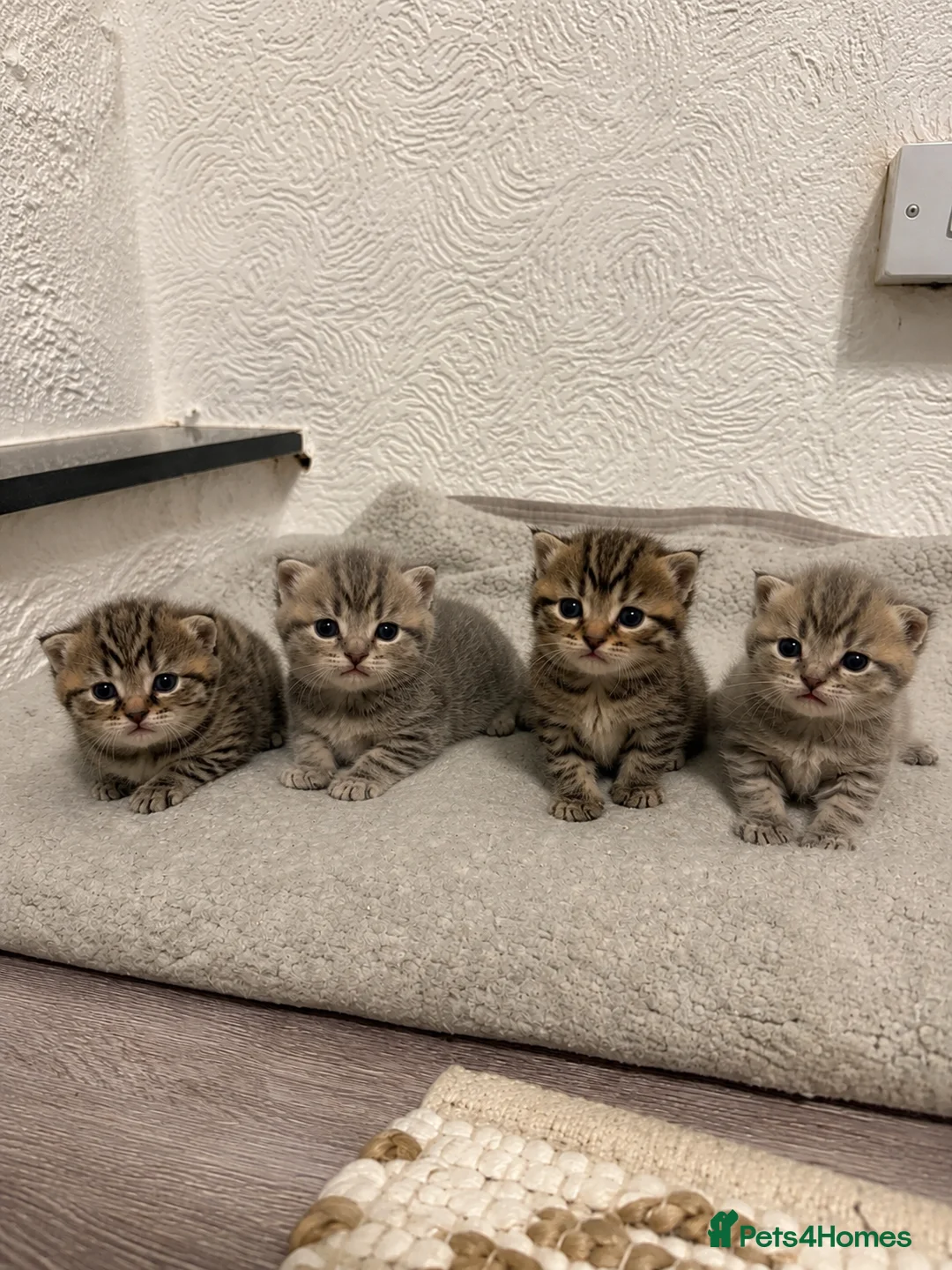 Mixed Breed cats for sale: 4 gorgeous mixed kittens 🐈‍⬛ - Advert 1