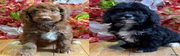 Cockapoo dogs for sale: F1 mini Cockapoo’s 🩵💖 30 dna clear  - Advert 1