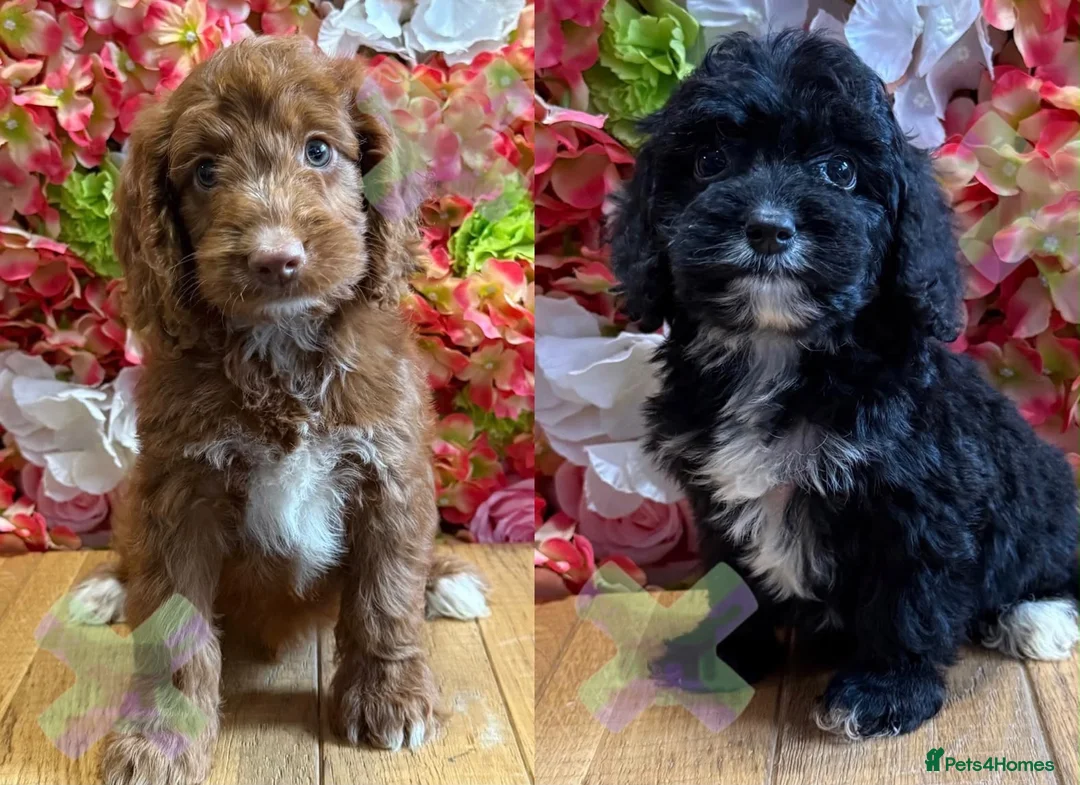 Cockapoo dogs for sale: F1 mini Cockapoo’s 🩵💖 30 dna clear  - Advert 1