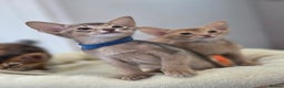 Abyssinian cats for sale: Gorgeous Tica  Abyssinian Kittens  - Advert 22