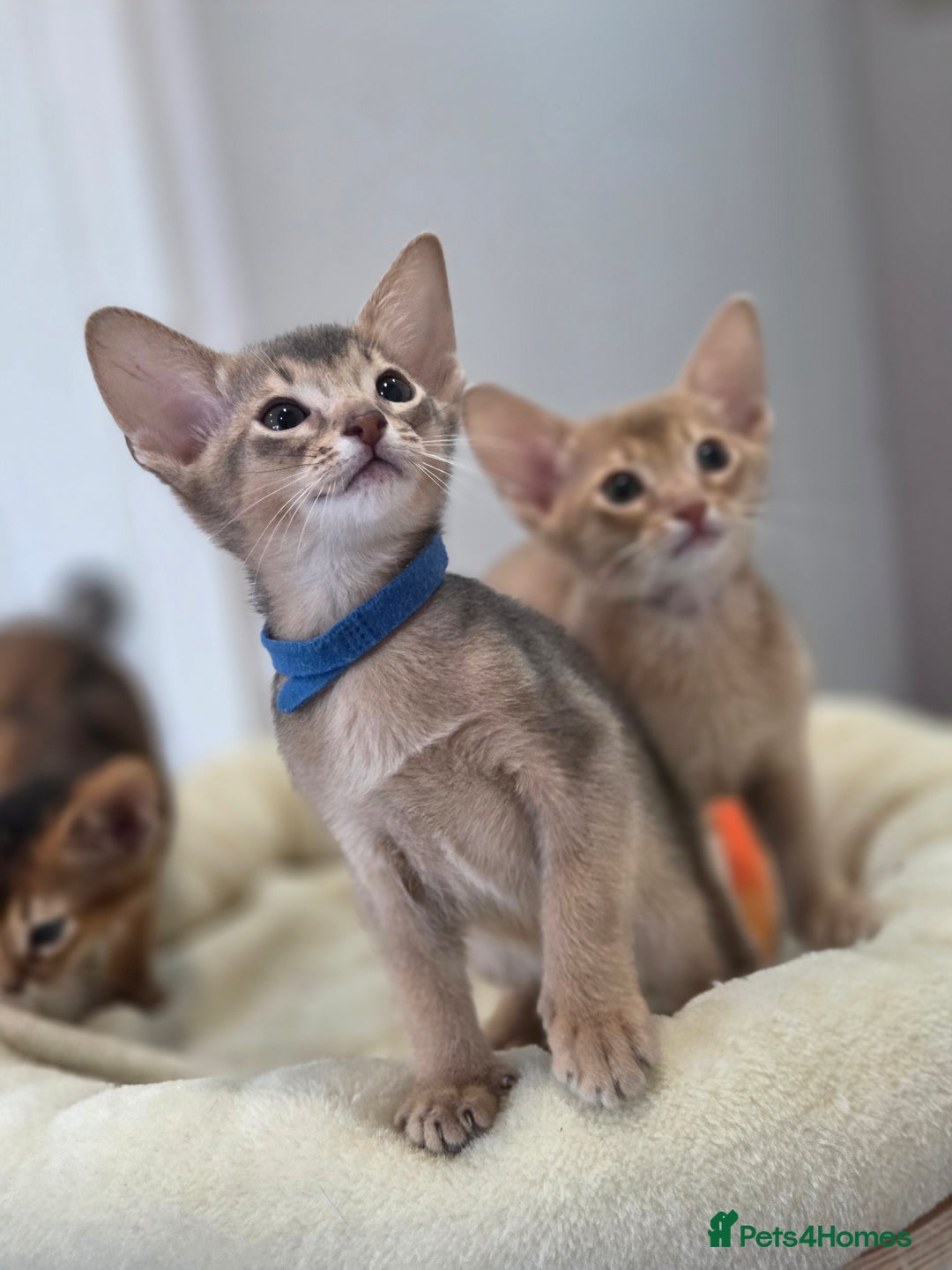 Abyssinian cats for sale: Gorgeous Tica  Abyssinian Kittens  - Advert 22