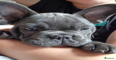 French Bulldog dogs - Advert 4