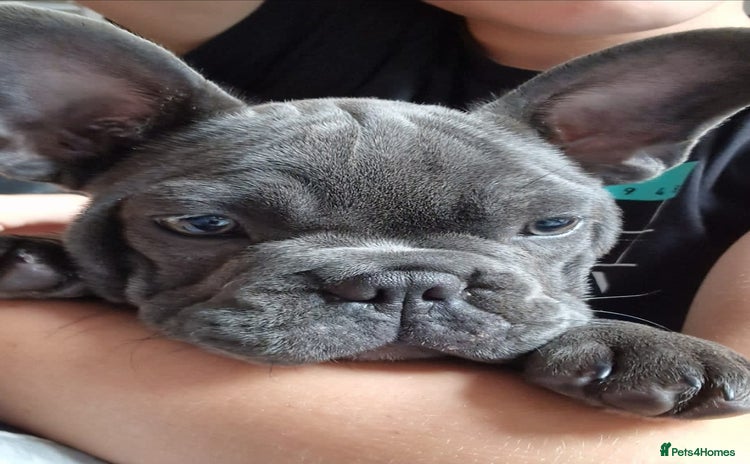 French Bulldog dogs - Advert 1