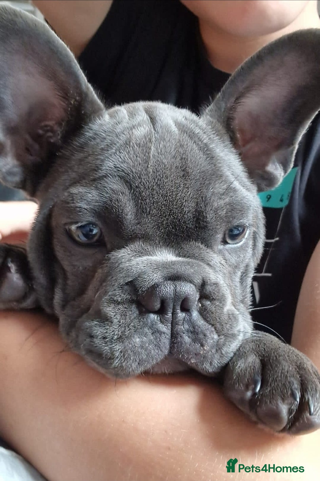 French Bulldog dogs for sale: French bulldog puppy 🐶 last little girl left - Image 3