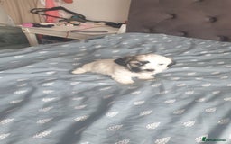 Bichon Frise dogs for sale: Bishon poppy's available  - Image 7
