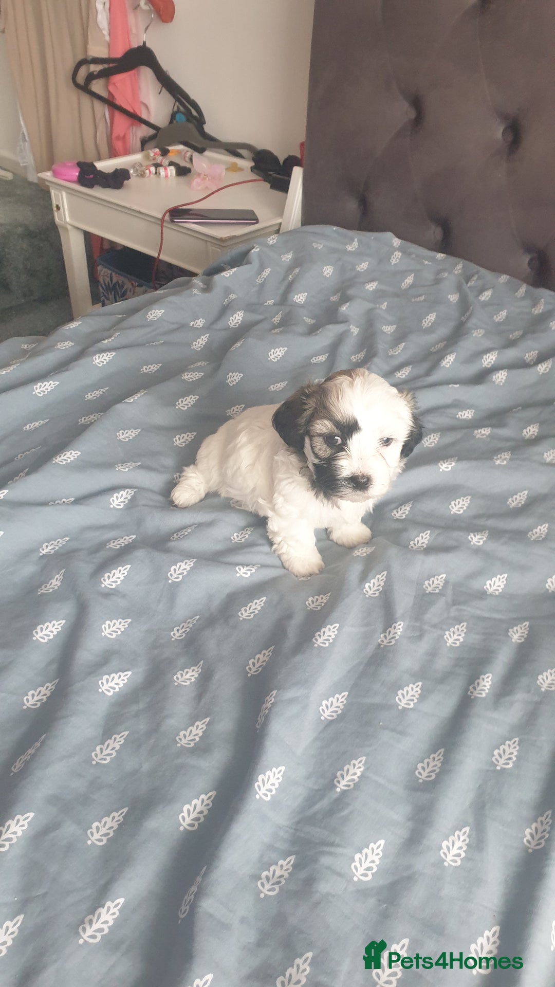 Bichon Frise dogs for sale: Bishon poppy's available  - Image 7
