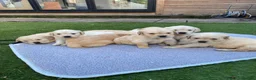 Golden Retriever dogs for sale: ⭐ KC Registered Golden Retriever Puppies ⭐️  - Advert 19