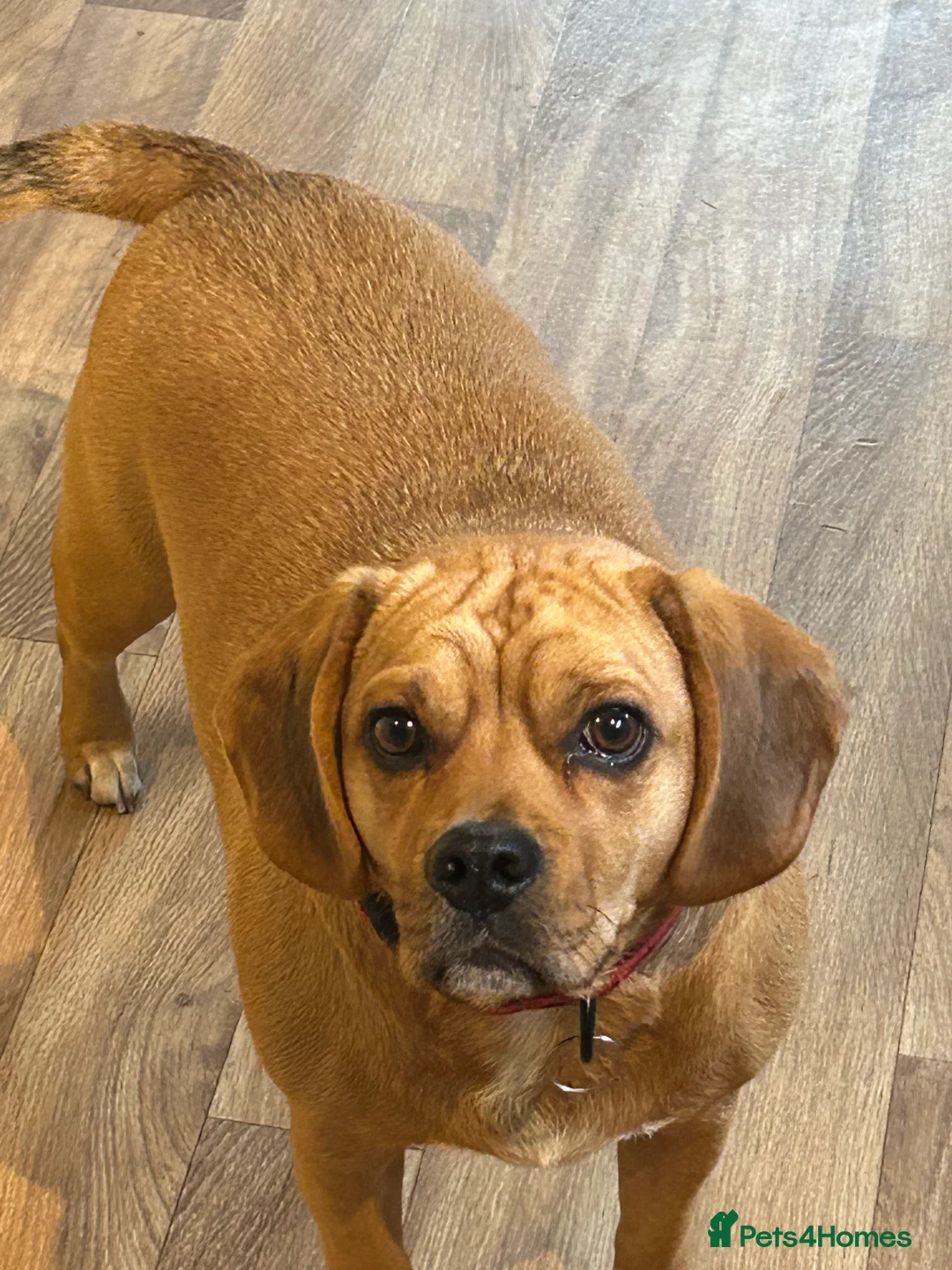 Puggle dogs for sale: Eugene  - Advert 3