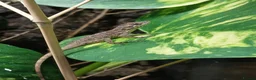 Anole reptiles for sale: Young Sabanus anoles (anolis sabanus) - Advert 5