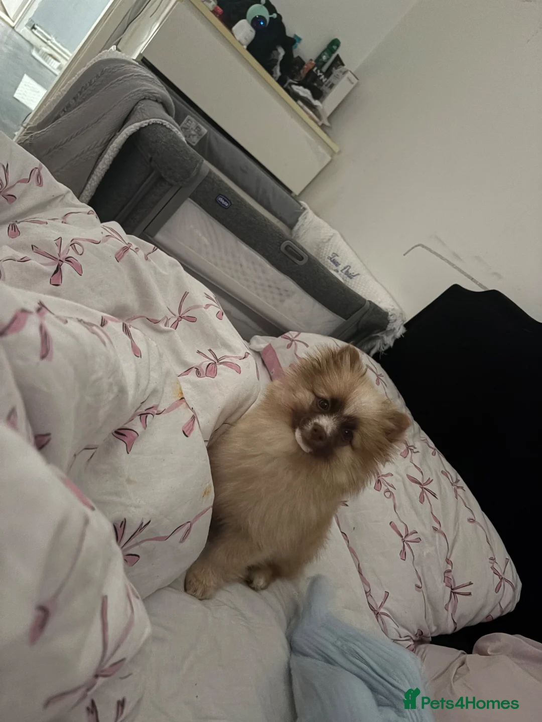 Pomeranian dogs for sale: Pomeranian male for sale  - Advert 2