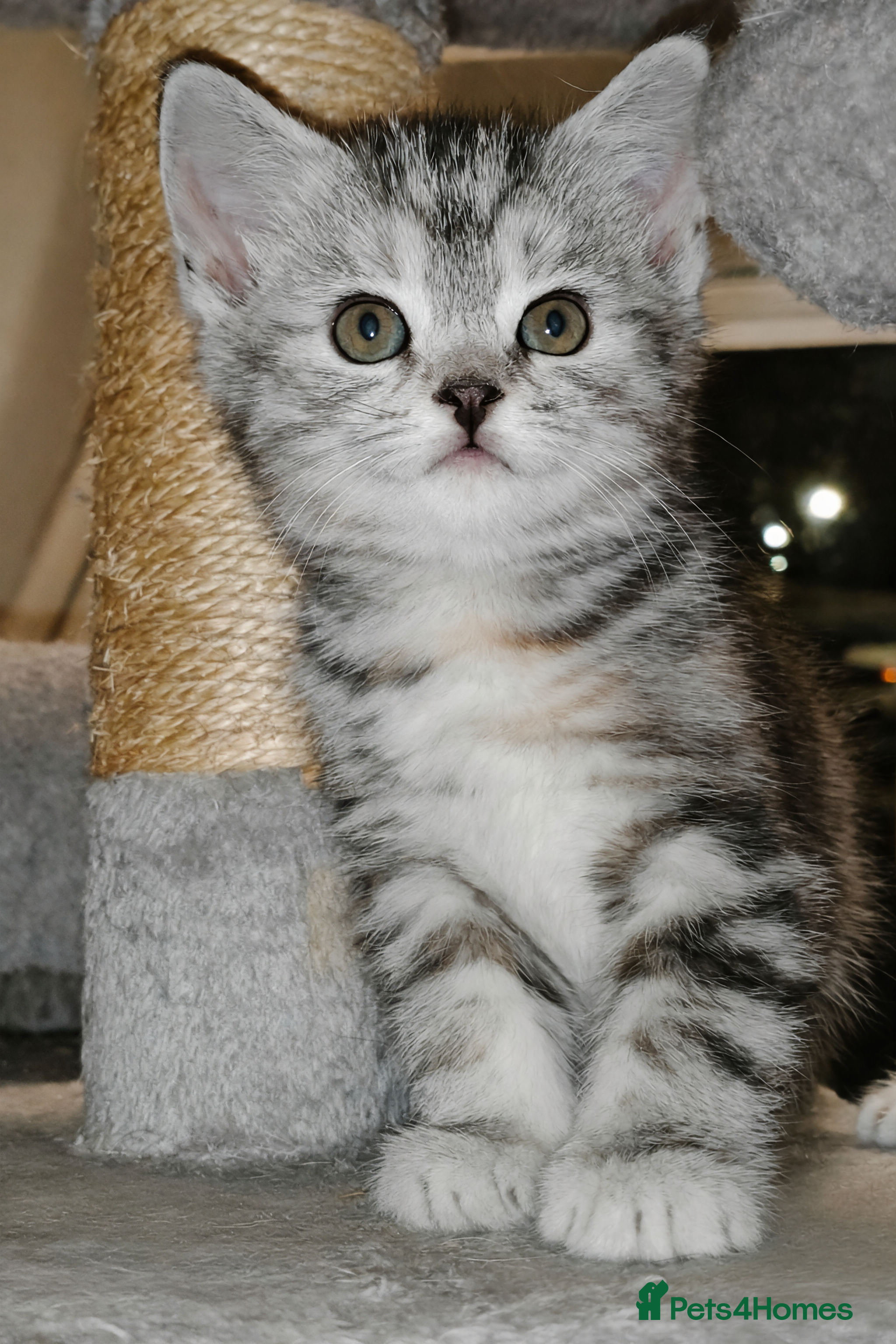 Mixed Breed cats British Shorthair Mix kittens - Ready Now - Advert 14