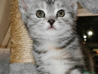 Mixed Breed cats British Shorthair Mix kittens - Ready Now - Advert 1