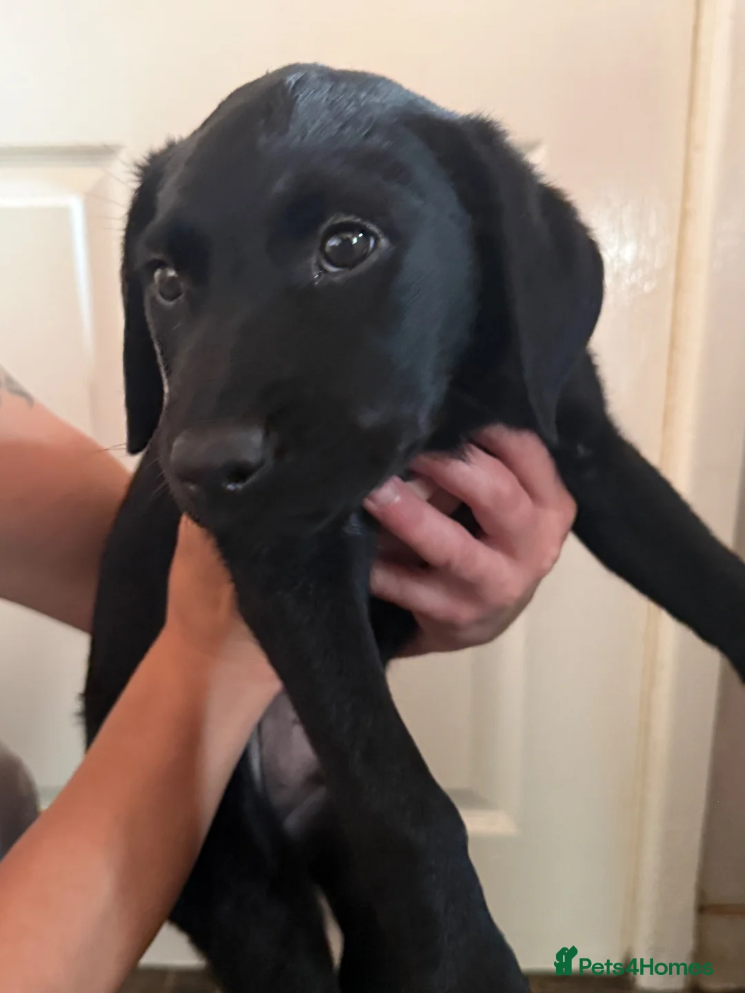 Labrador Retriever dogs for sale: Labrador puppies looking for a new forever home - Advert 2