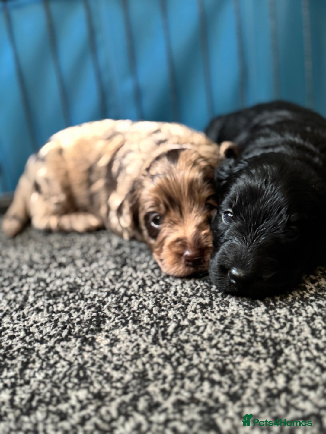 Labradoodle dogs for sale: Remaining boy Adorable Miniature Labradoodles left - Advert 24