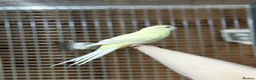 Parakeets birds for sale: Kakarikis  - Advert 4