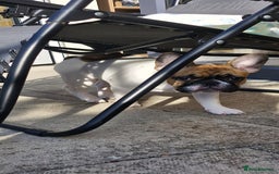 French Bulldog dogs for sale: French Bulldog - Image 8