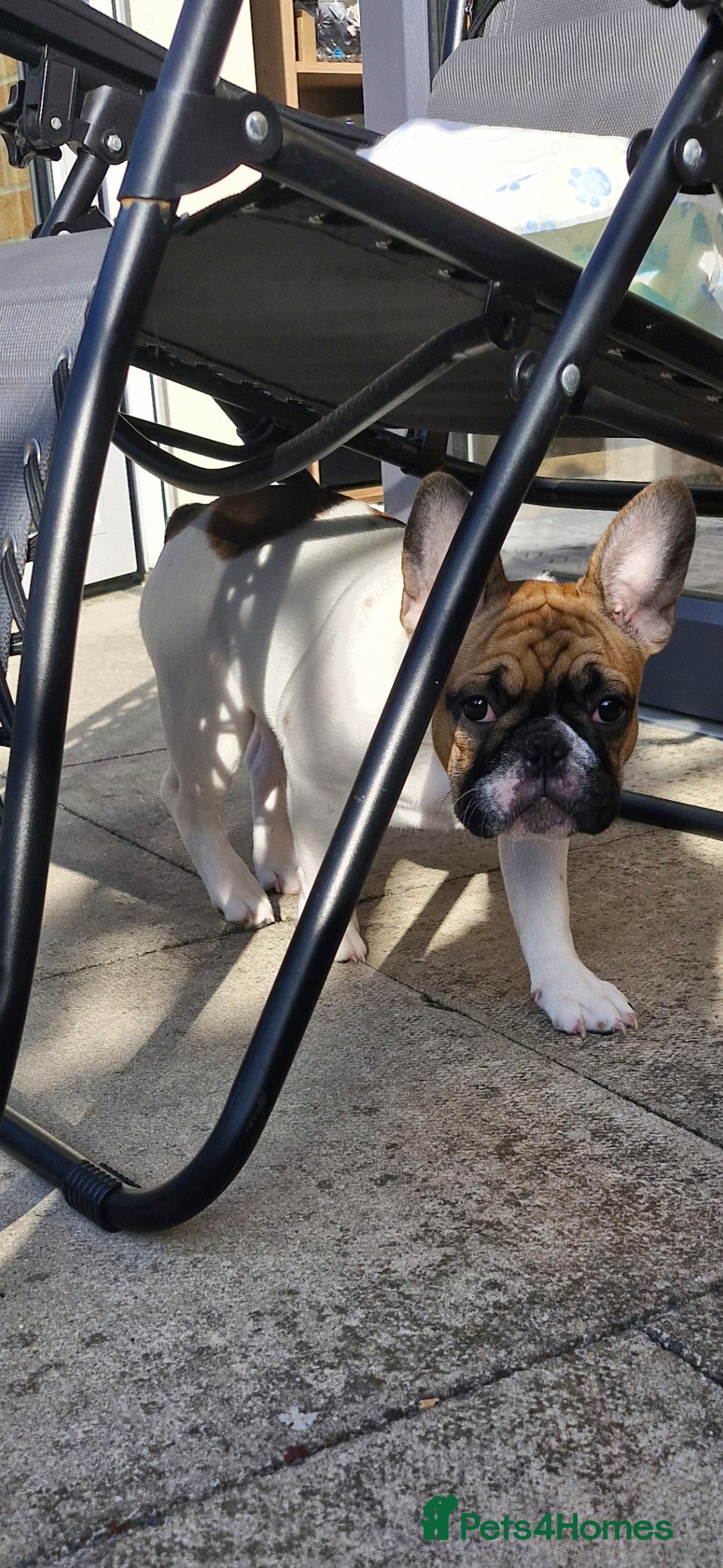 French Bulldog dogs for sale: French Bulldog - Image 8