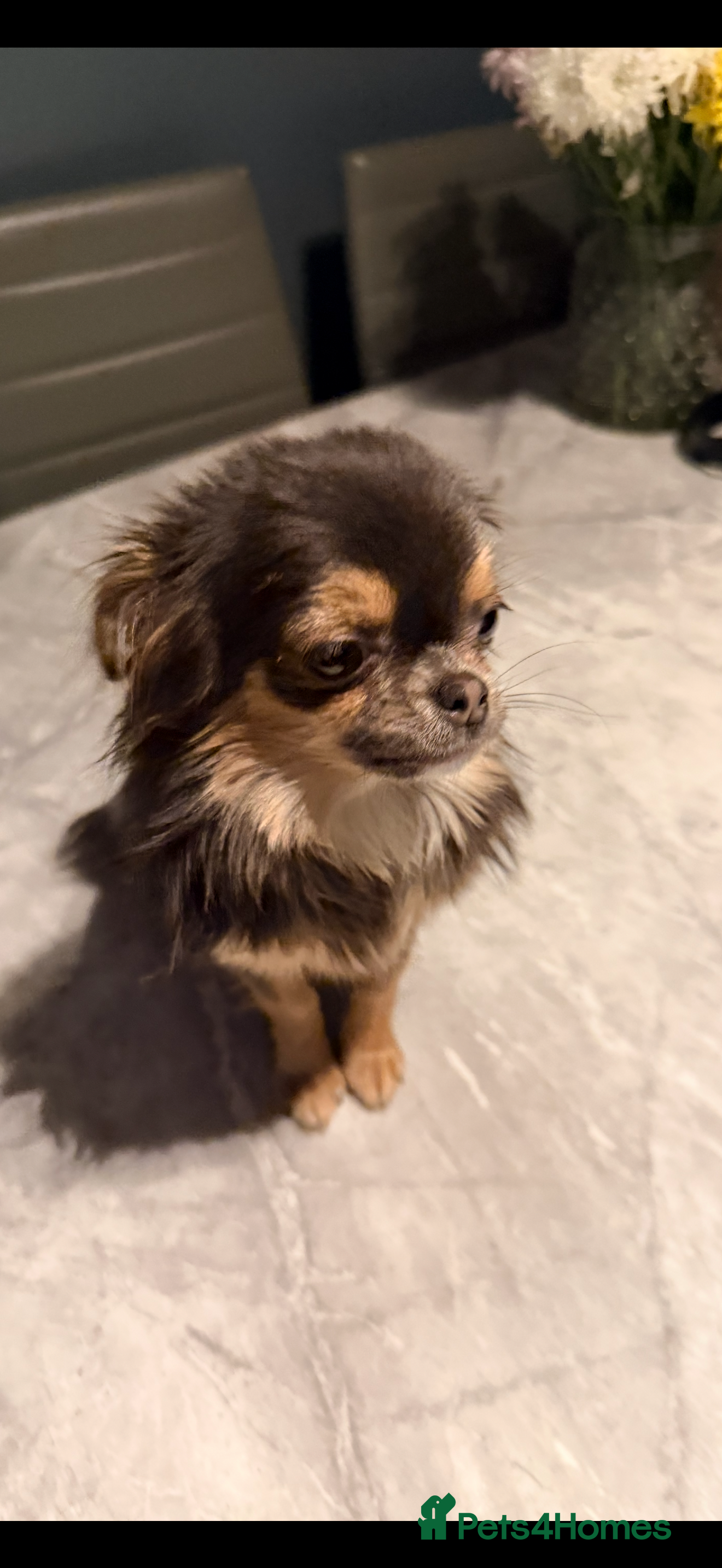 Chihuahua dogs Long haired female chihuahua - Advert 2