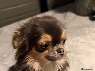 Chihuahua dogs Long haired female chihuahua - Advert 1