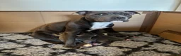 Staffordshire Bull Terrier dogs for sale: Staffordshire Bull Terrier puppies x8 in Swadlincote - Advert 3
