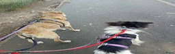 Mixed Breed dogs for adoption: Meet Freckles, currently residing in Sheffield  in Sheffield - Advert 9