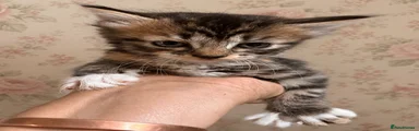 Norwegian Forest Cat 3