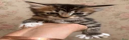 Norwegian Forest Cat cats for sale: Gorgeous Norwegian Forest Cross Female Kittens  - Advert 4