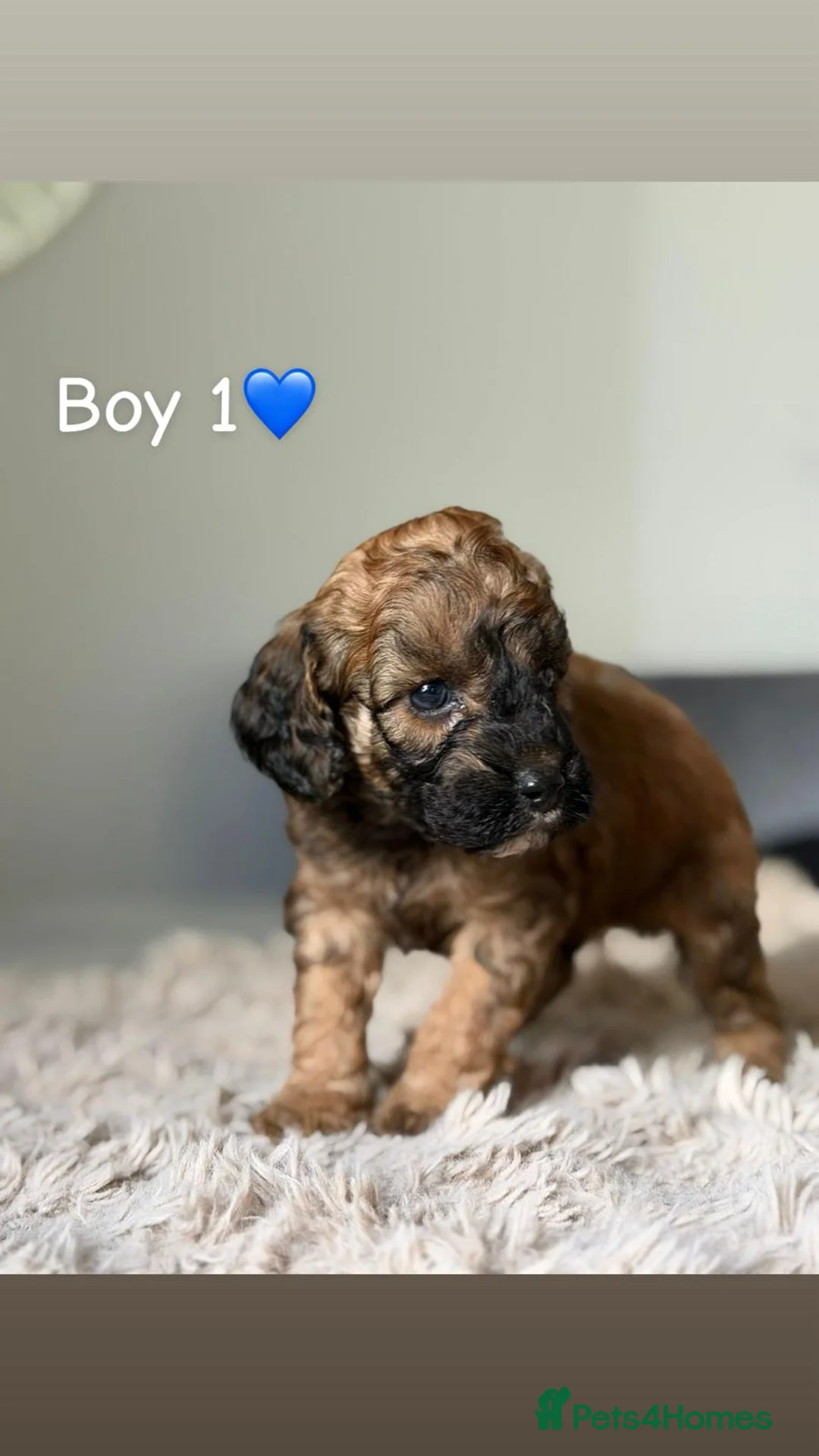 Cockapoo dogs for sale: ✨ Adorable F1B Cockapoo Puppies! ✨ in Swansea - Advert 2