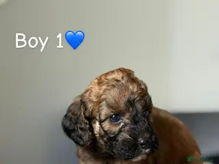 Cockapoo dogs ✨ Adorable F1B Cockapoo Puppies! ✨ - Advert 4