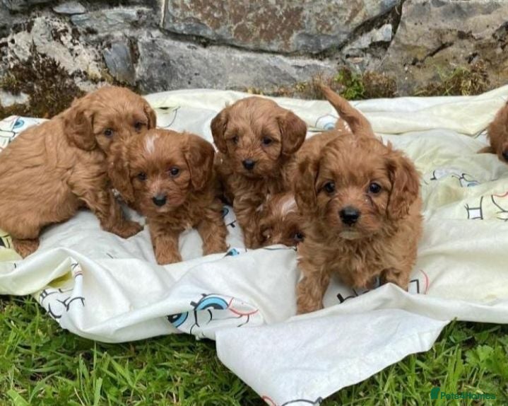 Cavapoo dogs Ready now Stunning cavapoo puppies - Advert 3