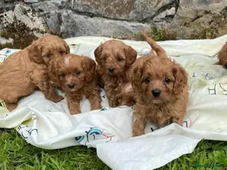 Cavapoo dogs Ready now Stunning cavapoo puppies - Advert 3