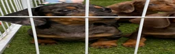 Miniature Dachshund dogs for sale: 6 beautiful miniature dachshund  in Wickford - Advert 16
