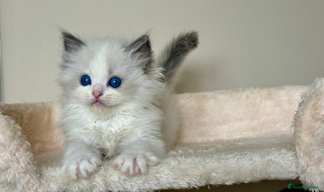 Ragdoll cats for sale: 3 blue bicolour boys  - Image 9