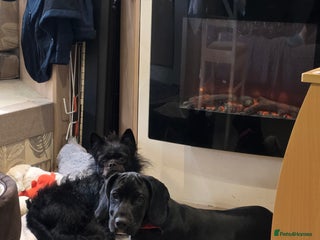 Cockerdor dogs - Advert 28