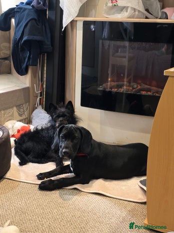 Cockerdor dogs - Advert 2