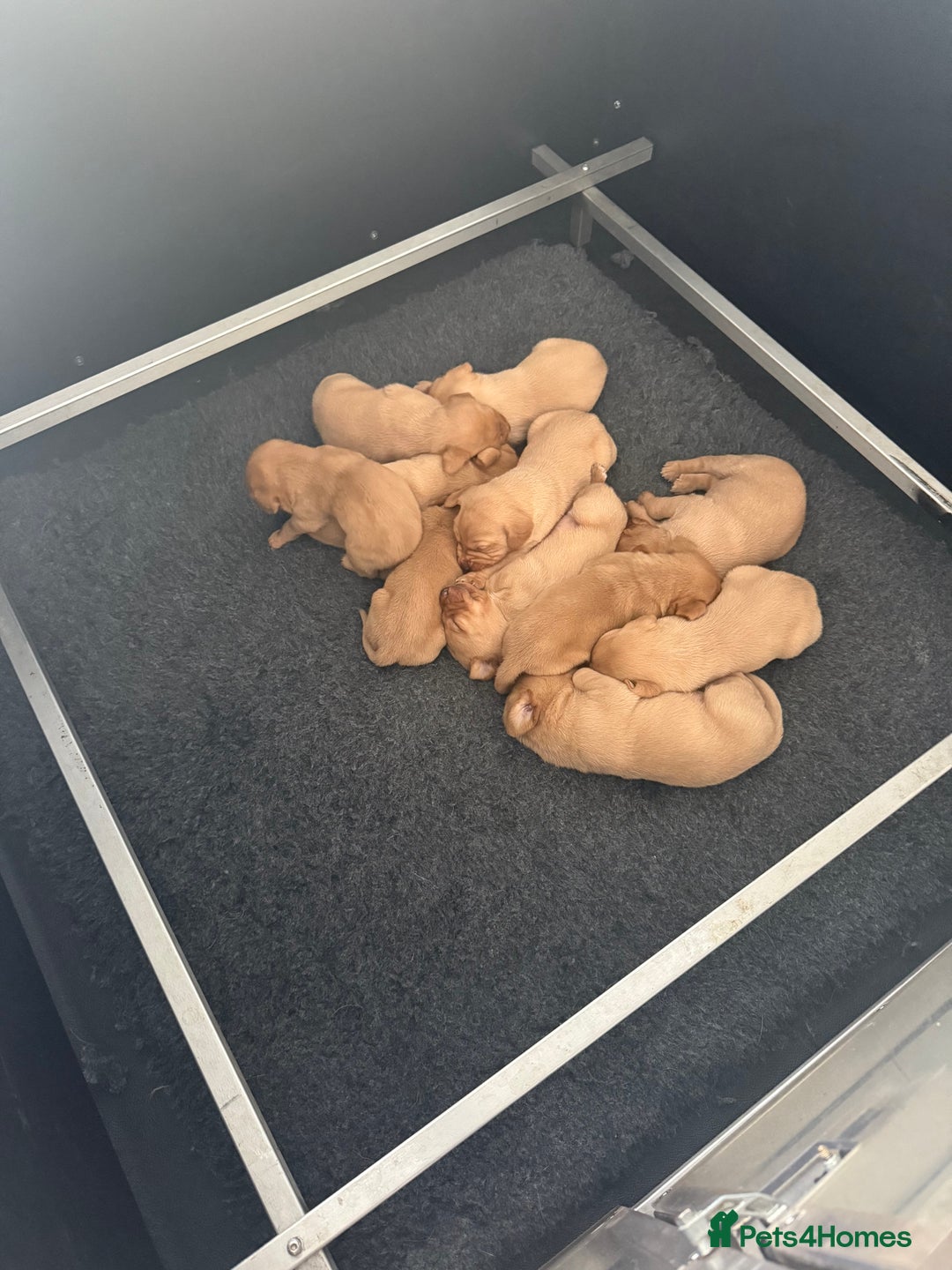Labrador Retriever dogs for sale: Beautiful fox red puppies  - Advert 5