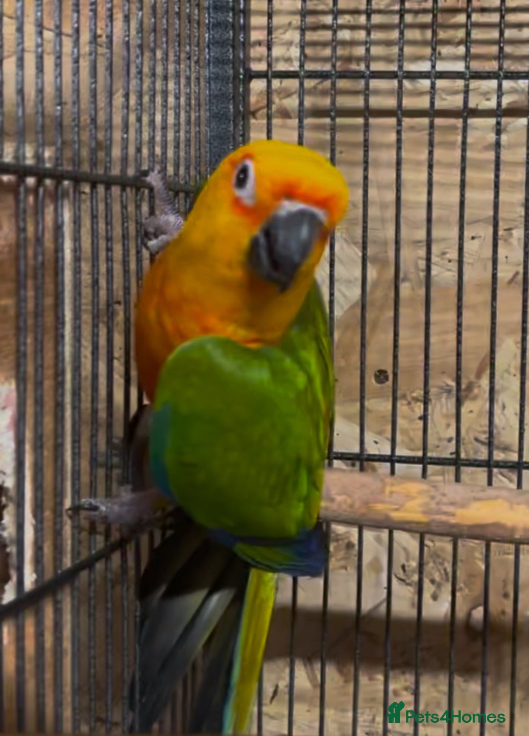 Conures birds for sale: Pair of Jenday Conures - Image 3