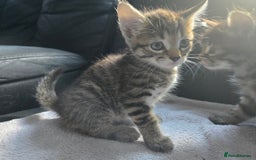 Mixed Breed cats for sale:  tabby kittens  - Image 2