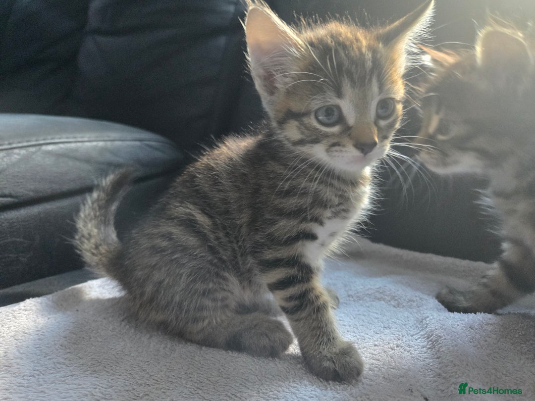 Mixed Breed cats for sale:  tabby kittens  - Image 2