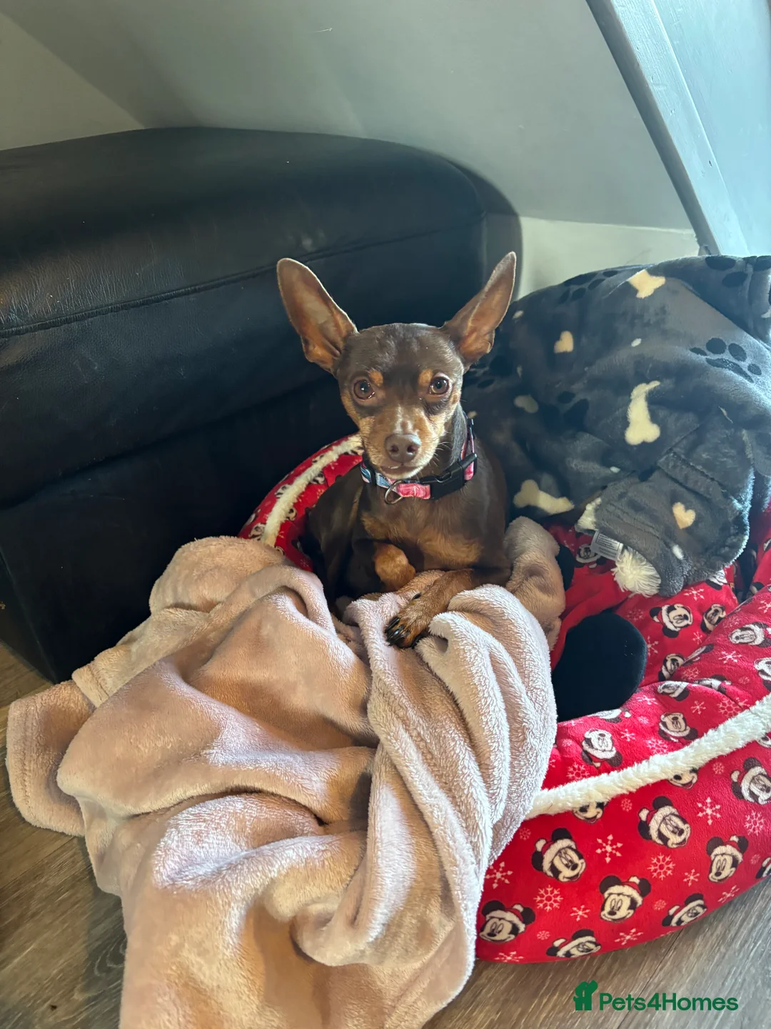 Miniature Pinscher dogs for stud: Tiger the min pin stud - Advert 3