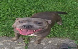 Staffordshire Bull Terrier dogs for sale:  STAFFORDSHIRE BULL TERRIERS PUPS  - Image 24
