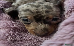 Dachshund dogs for sale: Beautiful miniature dachshunds  - Image 8