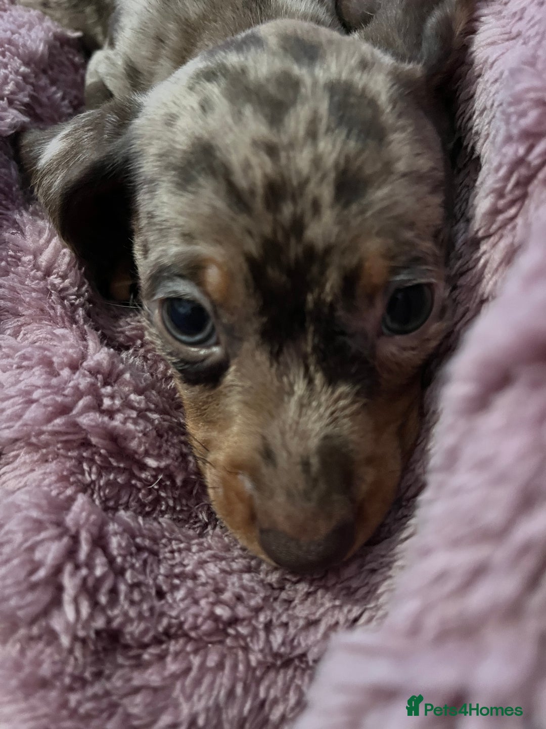 Dachshund dogs for sale: Beautiful miniature dachshunds  - Image 8