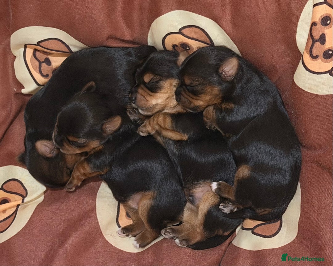 Yorkshire Terrier dogs for sale: Yorkshire Terrier Puppies- 3 Girls & 1 Boy IPSWICH - Advert 2
