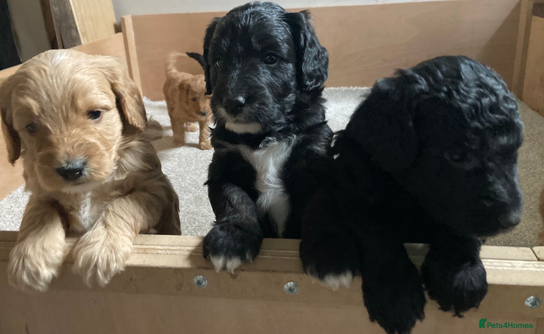 Goldendoodle dogs for sale: Miniature F1B Goldendoodle puppies - Advert 7