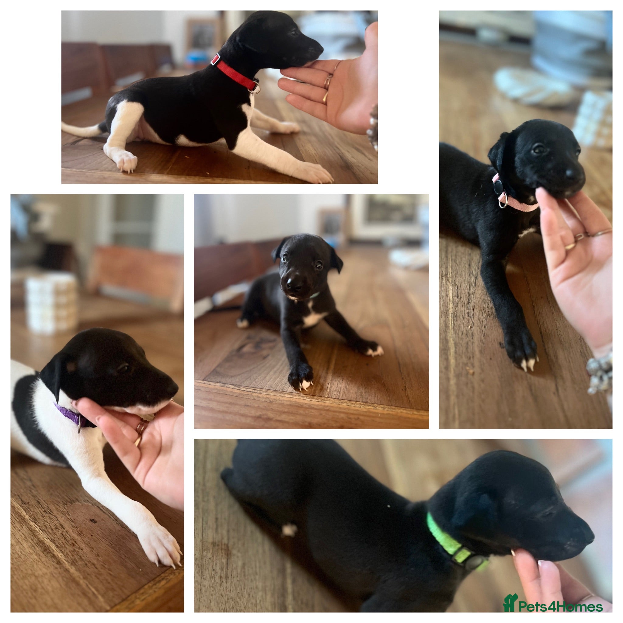 Whippet dogs KC registered whippet puppies  - Advert 6